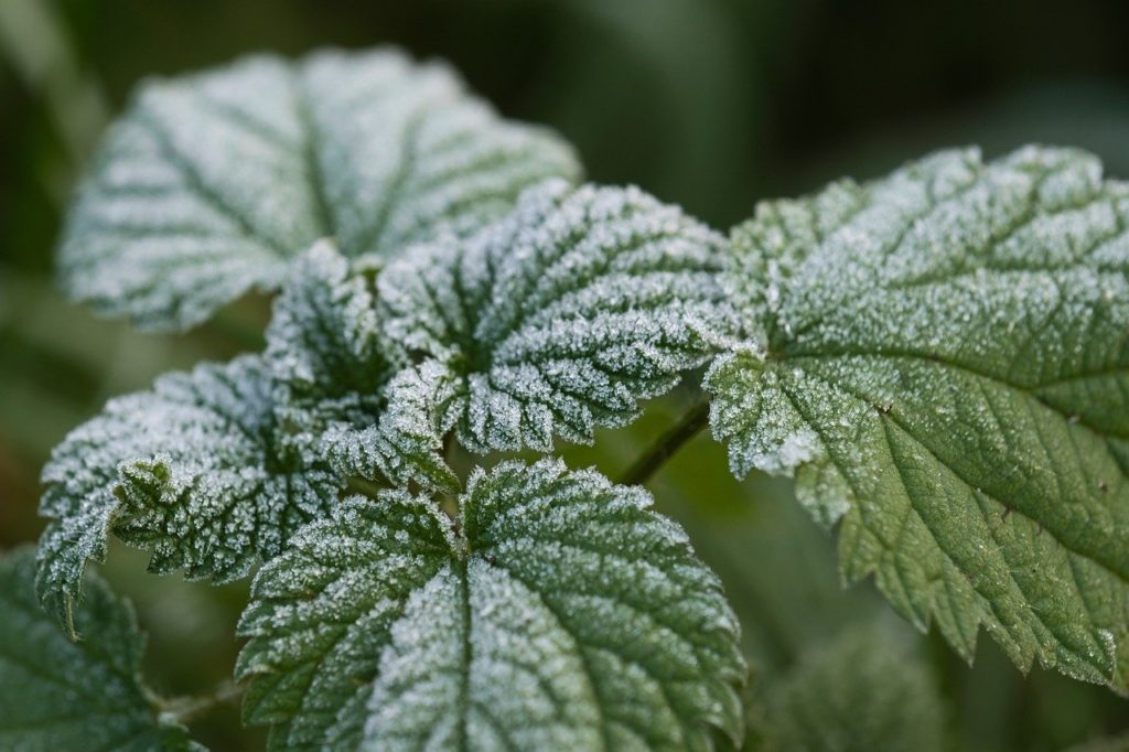 leaves nettle frost season winter 7650272