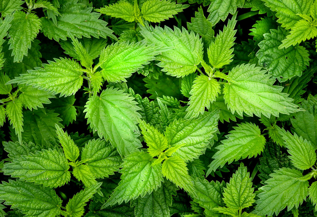 Nettle