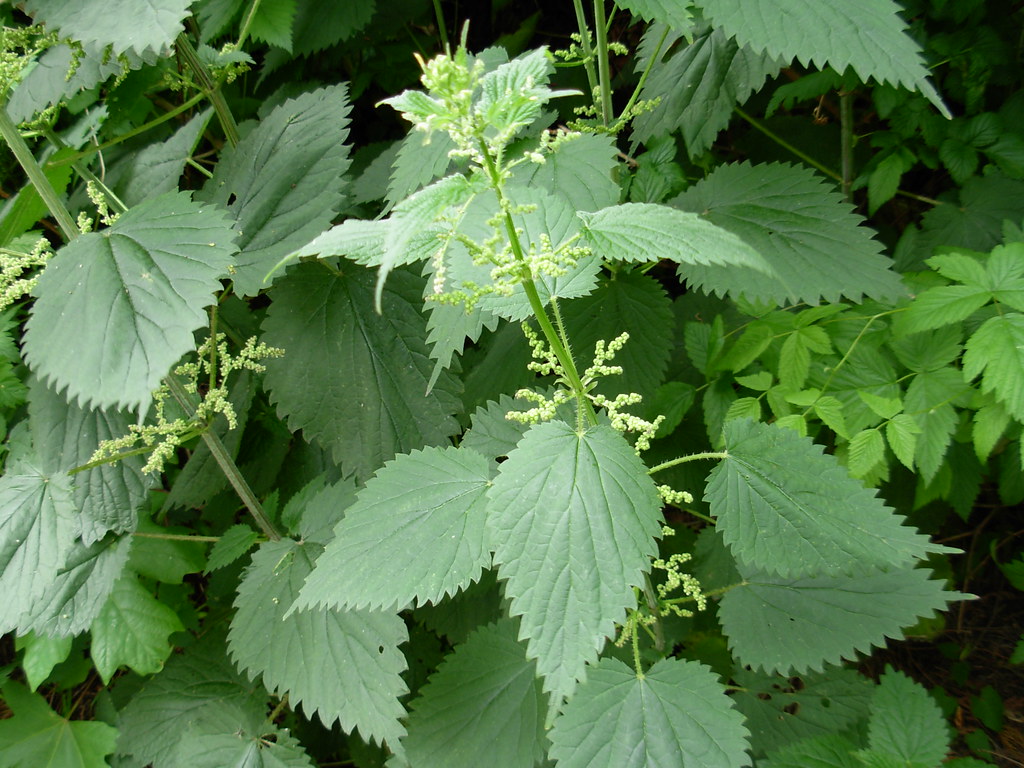 Urtica dioica Stinging Nettle - Schmitz Park