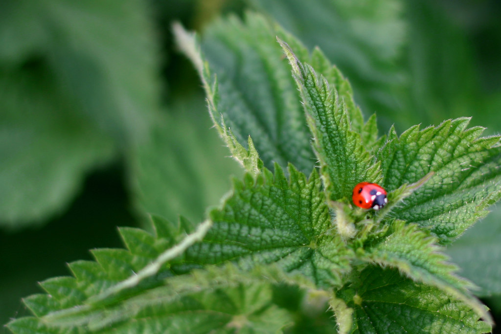 Ladybird & Nettles, Studland Dorset